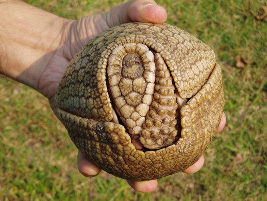 Die Fähigkeit sich zusammenzurollen - Tolypeutes matacus (Bildautor: © ICAS)