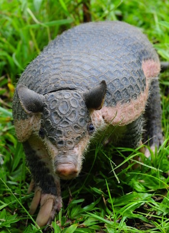 Das Südliche Nacktschwanzgürteltier - Cabassous unicinctus (Bildreferent: © Fundación Omacha)