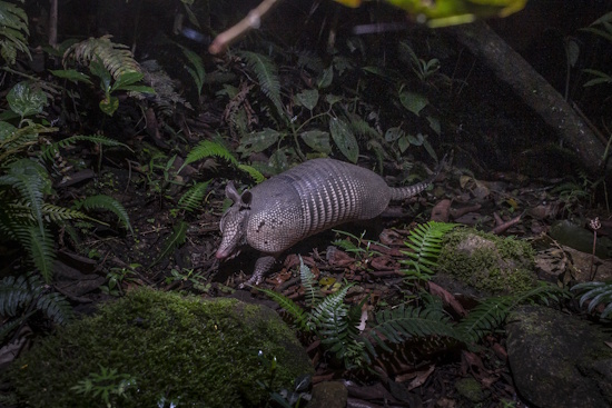 Das Neunbinden-Gürteltier bevorzugt vielfältige Lebensräume (Bildreferent: © Camilo Botero, Omacha)