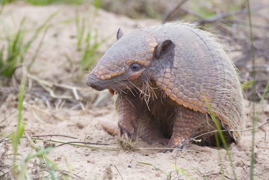Sechsbinden-Gürteltier - Euphractus sexcinctus (Bildreferent: © ICAS)