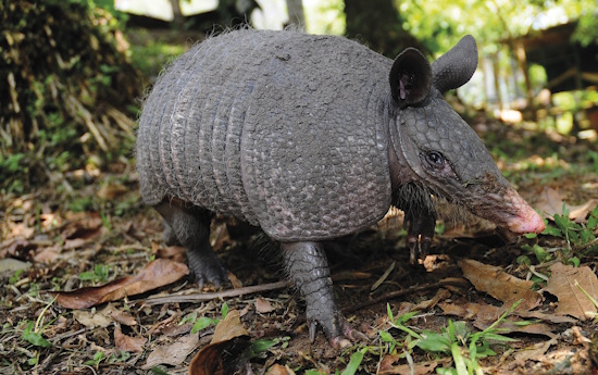 Das Neunbinden-Gürteltier hat seine Baue oft in der Nähe von Gewässern und kann in Höhen von bis zu 3000 m vorkommen (Bildreferent: © Fundación Omacha)