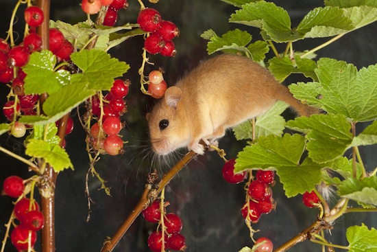 Viele rote Früchte, wie Johannis-, Brom- und Himbeeren gehören zu ihrem Speisezettel (Bild: © Naturfoto Frank Hecker)