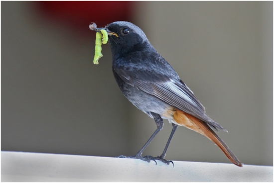 Hausrotschwanz-Männchen mit reichlicher Beute (Bild: © Maximilian Dorsch)