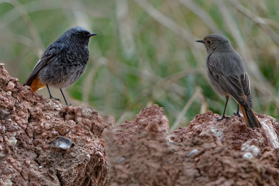 Gartenrotschwanz-Pärchen - außerhalb der Brutzeit sind sie eher Einzelgänger (Bild: © Maximilian Dorsch)