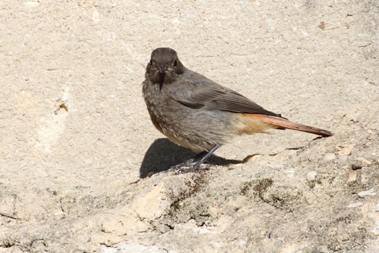 Beim genauen hinsehen, kann man die Weibchen von Garten- und Hausrotschwanz gut auseinander halten (Bild: © Dirk Schieder)