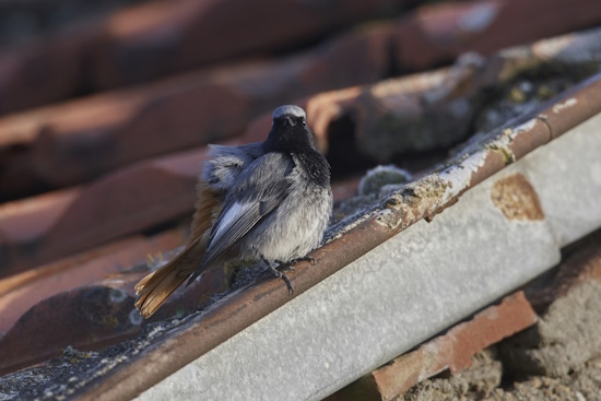 Der Hausrotschwanz ist nicht gefährdet und ist in Bayern vom Flachland bis ins Gebirge flächendeckend verbreitet (Bild: © Michael Schiller)