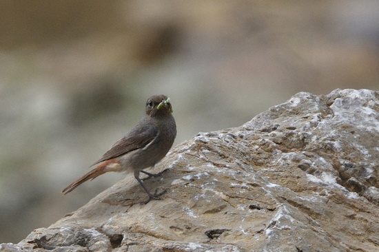 Hausrotschwanz-Weibchen hat Nahrung für den Nachwuchs erbeutet (Bild: © Michael Schiller)