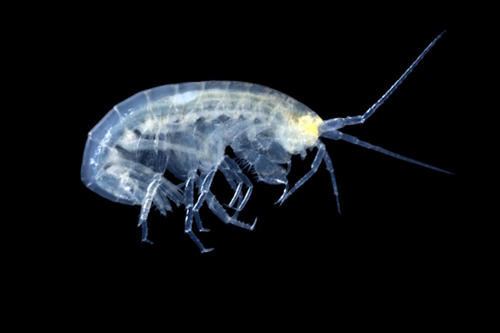 Der Höhlen-Zwergflohkrebs ist das Höhlentier des Jahres 2026 (Bild: © Klaus Bogon, Sontra - www.bogon-naturfoto.de)