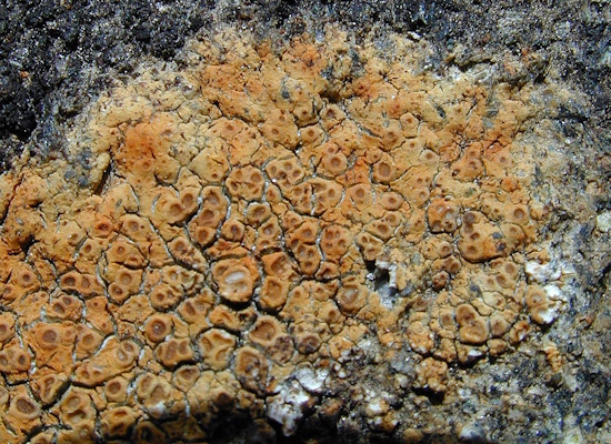Die Wasser-Hautflechte ist eine Flechtenart, die an häufig oder langzeitig überfluteten Silikatfelsen lebt (Bild: © Wolfgang von Brackel) Die Wasser-Hautflechte ist eine Flechtenart, die an häufig oder langzeitig überfluteten Silikatfelsen lebt (Bild: © Wolfgang von Brackel)