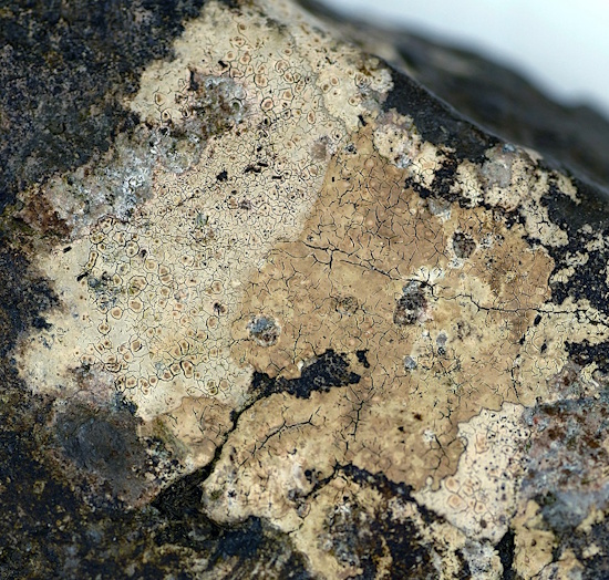 Ein Herbarbeleg von der Wasser-Hautflechte - eine weiße und eine orange Form nebeneinander (Bild: © Holger Thüs) Ein Herbarbeleg von der Wasser-Hautflechte - eine weiße und eine orange Form nebeneinander (Bild: © Holger Thüs)