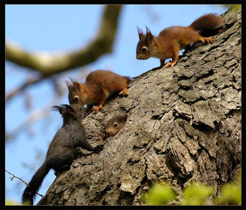 Junge Eichhörnchen erkunden neugierig ihre interessante Umgebung (Bild: © Maximilian Dorsch)