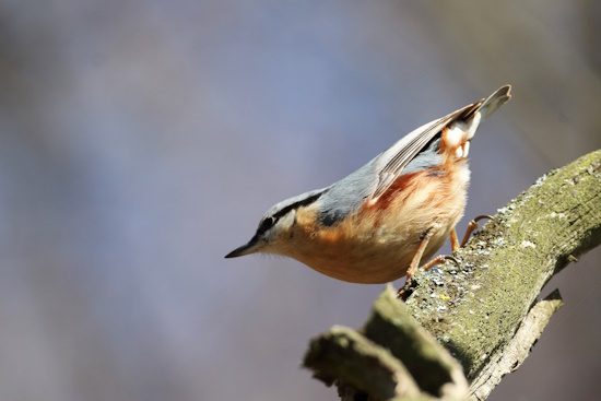 Kleiber-Männchen - zu erkennen an den kastanienfarbenen Bereich der hinteren Flanken (Bild: © Dirk Schieder)