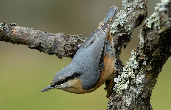 Der Kleiber ist der Vogel der ein zu großes Einflugloch "zukleistert", so dass das Weibchen nur noch heraussehen kann (Bild: © Maximilian Dorsch)