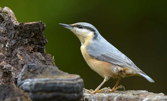 Der Kleiber bewohnt vorzugsweise höhlenreiche Altholzbestände (Bild: © Maximilian Dorsch)