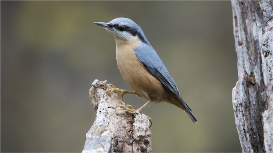 Gut zu erkennen: Drei Zehen zeigen nach vorne, eine nach hinten - typisch für die Sperlingsvögel (Bild: © Maximilian Dorsch)