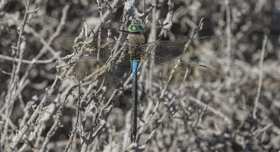 Kleine Königslibelle - hier ein Männchen (Bild: © Angela Bruens)