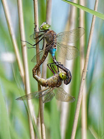 Kleine Königslibelle - Paarungsrad (Bild: © Dr. Walter G. Eberle)