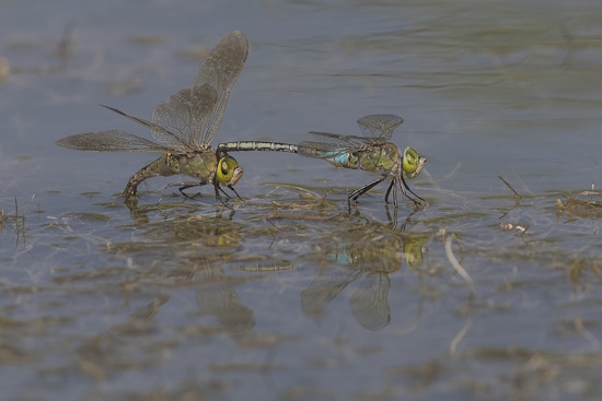 Kleine Königslibelle - Naturparktier des Jahres 2024 ( Bild: © Angela Bruens)