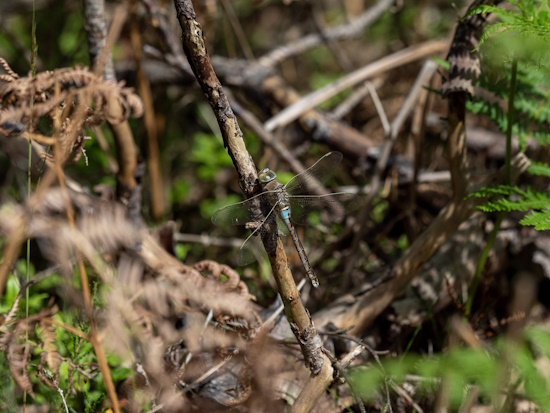 Kleine Königslibelle - Männchen am Waldrand (Bild: © Gabi Iden)