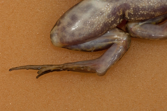 Der große und halbmondförmige Fersenhöcker weist ihn als Kleinen Wasserfrosch aus (Bild: © Andreas Nöllert)