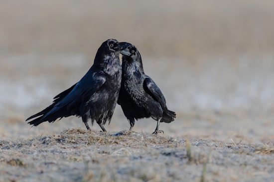 Jahrhundertelang wurde der Kolkrabe überall in Europa, Asien und in Teilen Afrikas verfolgt (Bild: © Gunther Zieger)