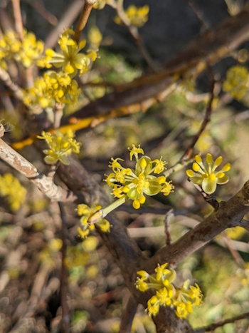 Blüten der Kornelkirsche im Februar (Bild: © Heckenretter e.V.)