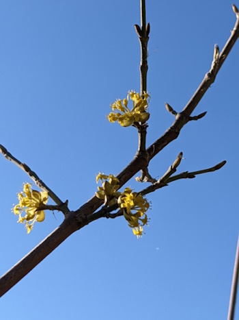 Die Knospen sind aufgegangen, die Blüten erscheinen (Bild: © Heckenretter e.V.)