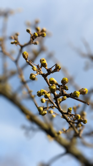 Die Blüten, hier Knospen, erscheinen vor dem Blattaustrieb (Bild: © Heckenretter e.V.)