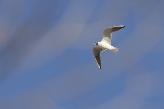 Lachmöwe - eleganter Flugkünstler (Bild: © Gunther Zieger)