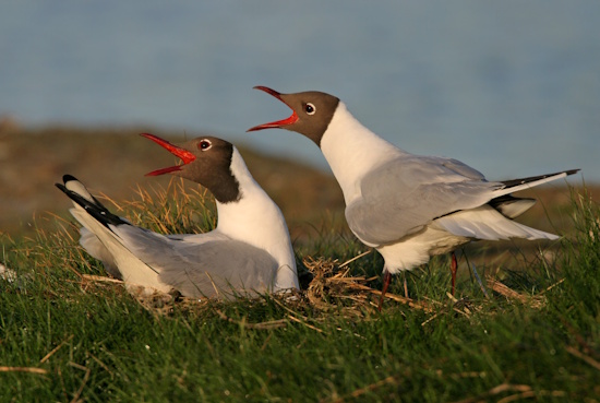 Die durchdringenden Rufe der Lachmöwe sind heiser und laut (Bild: © Mathias Schäf)