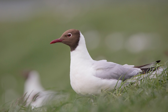 Heute ist die Lachmöwe die häufigste Möwe im Binnenland (Bild: © Gunther Zieger)