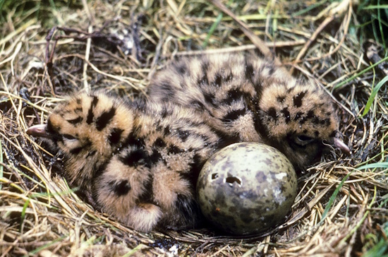 Meistens besteht ein Gelege der Lachmöwe aus drei Eiern (Bild: © Naturfoto Frank Hecker)