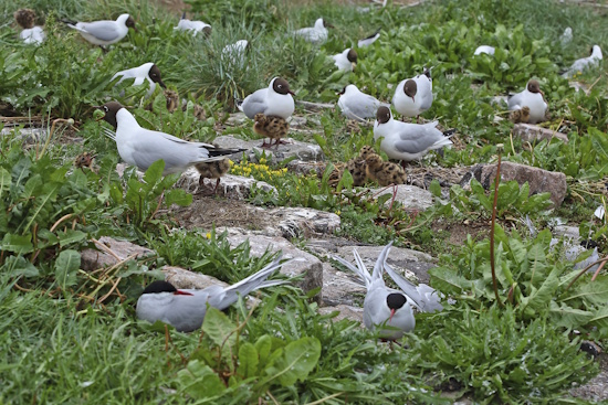 Lachmöwen-Kolonie mit Jungvögeln (Bild: © Naturfoto Frank Hecker)