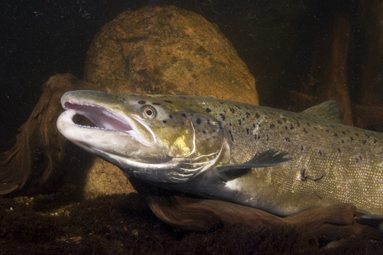 Ausgewachsener Lachs, hier ein Männchen, mit dem Laichhaken (Bild: © Naturfoto Frank Hecker)