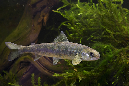 Atlantischer Lachs - Jungfisch - wachsen im kühlen, klaren Süßwasser der Laichflüsse heran (Bild:© Naturfoto Frank Hecker)