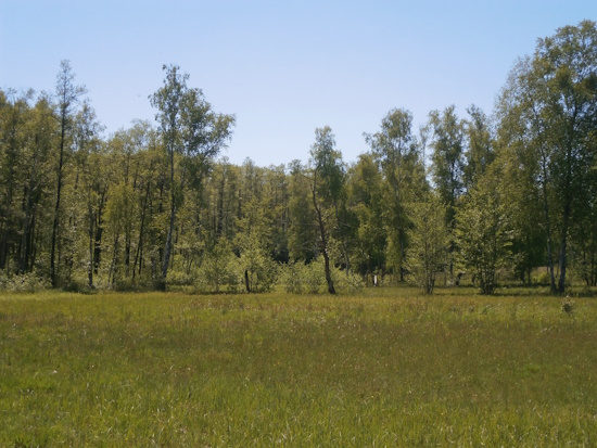 Wiesen, Wald und Gehölzsaumbereiche werden vom Landkärtchen besiedelt (Bild: © Senckenberg / Schmitt)