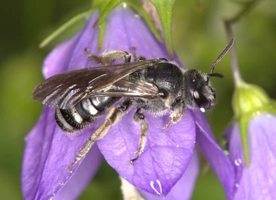 Die Glockenblumen-Schmalbiene - hier ein Weibchen - ist die Wildbiene des Jahres 2026 (Bild: © Gerd Reder) Die Glockenblumen-Schmalbiene - hier ein Weibchen - ist die Wildbiene des Jahres 2026 (Bild: © Gerd Reder)