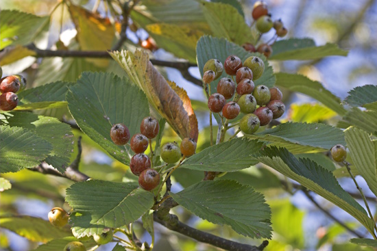 Ab August reifen die gelbrot bis scharlachroten Früchte (Bild: © Naturfoto Frank Hecker)
