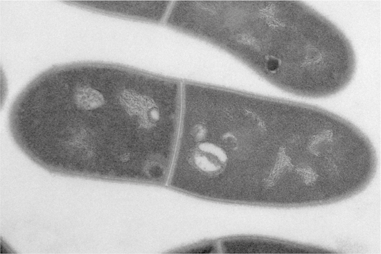 Morphologie von Corynebacterium glutamicum (Aufnahme: © Marc Bramkamp, Universität Kiel)