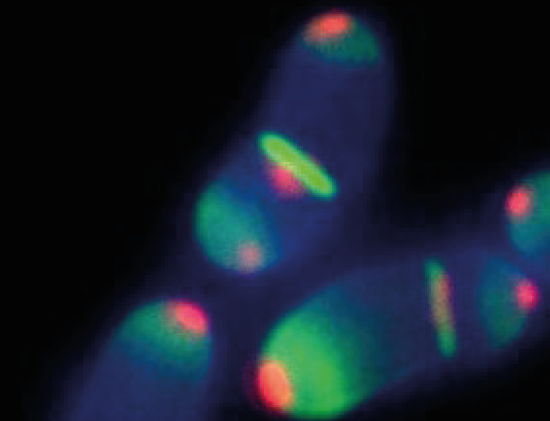 Zelluläre Organisation von Corynebacterium glutamicum (Aufnahme: © Marc Bramkamp, Universität Kiel)