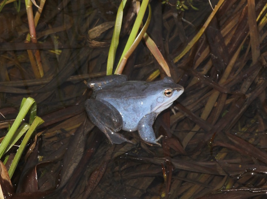 Der Moorfrosch gilt in Bayern als vom Aussterben bedroht (Bild: © A.Kwet / DGHT) Der Moorfrosch gilt in Bayern als vom Aussterben bedroht (Bild: © A.Kwet / DGHT)