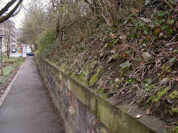 Typischer Standort von Mecklenburgischen Schnabeldeckelmoos, Freiburg (Bild: © Michael Lüth)