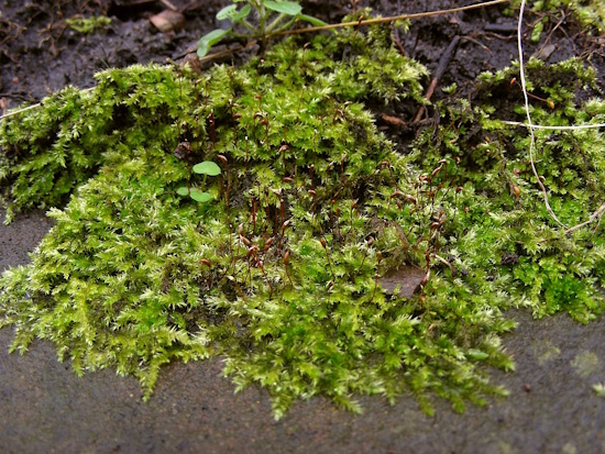 Die durchaus kräftigen Pflanzen von Rhynchostegium megapolitanum, Freiburg 2008 (Bild: © Michael Lüth)