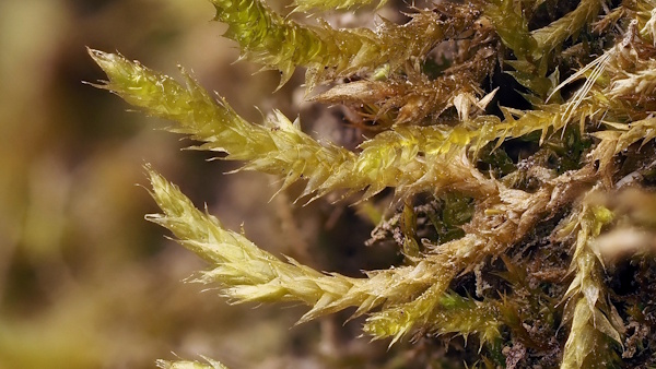 Spross von Rhynchostegium megapolitanum im Detail, Idsteiner Klotz 2022 (Bild: © Michael Lüth)