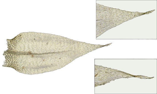 Astblatt von Mecklenburgischem Schnabeldeckelmoos mit charakteristischer, um 180° verdrehter Blattspitze (Aufnahme: © Martina Pöltl)
