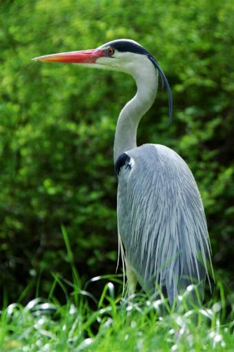 Graureiher sind überwiegend Standvögel. Bei uns hier in Deutschlasnd ziehen nur wenige in den Süden (Bild: © Raimund Linke)