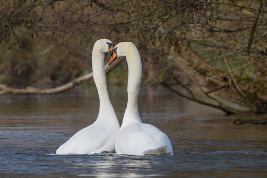 Höckerschwäne sind Bodenbrüter. Die Paare bleiben ein Leben lang zusammen. (Bild: © Gunther Zieger)