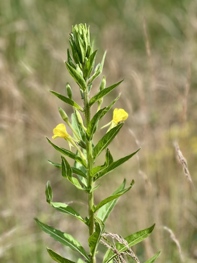 Gemeine Nachtkerze - die großen Blüten bilden eine endständige Traube (Bild: © NHV Theophrastus)