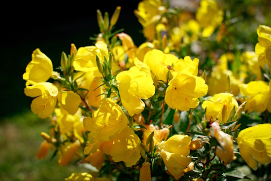 Blühende Nachtkerze - das vollständige Erblühen in den Abendstunden ist faszinierend (Bild: © NHV / Kristina Harzer)