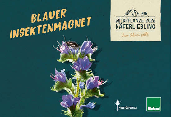 Natternkopf-Banner - Wildpflanze des Jahres 2026